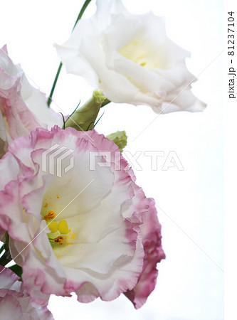 ピンクと白のトルコキキョウの花の写真素材 ピンクと白のトルコキキョウの花の写真素材