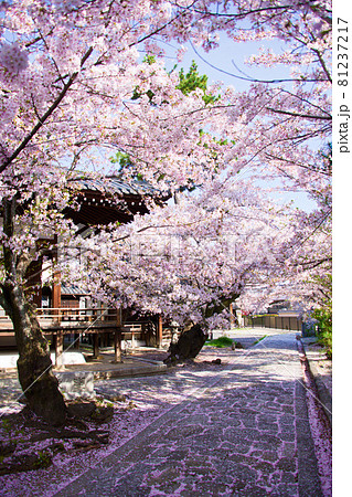 京都　立本寺の桜　2021年春 81237217