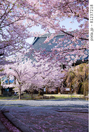 京都　立本寺の桜　2021年春 81237218