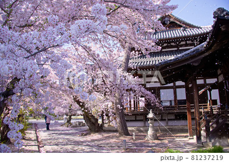 京都　立本寺の桜　2021年春 81237219