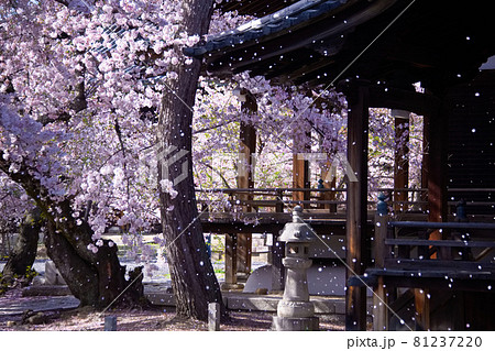 京都　立本寺の桜　2021年春 81237220