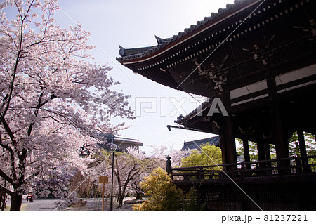 京都　立本寺の桜　2021年春 81237221