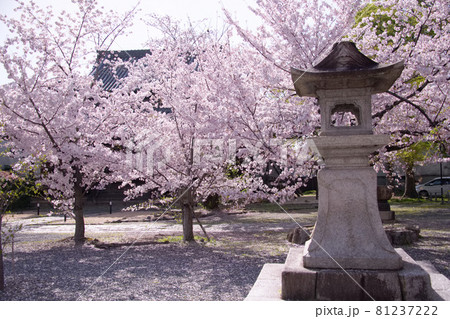 京都　立本寺の桜　2021年春 81237222