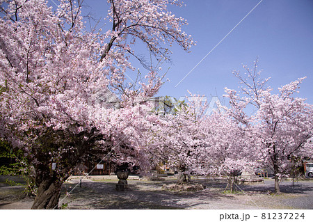 京都　立本寺の桜　2021年春 81237224