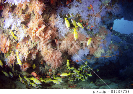 モルジブ　ソフトコーラルとヨスジフエダイ.5 81237753