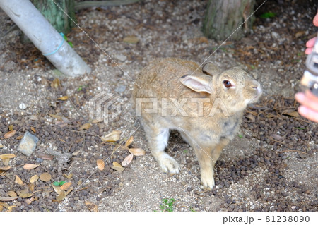 うさぎ島(大久野島)のうさぎ43 うさぎ島(大久野島)のうさぎ43 81238090