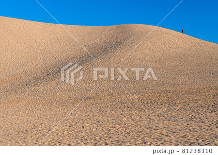 《鳥取県》早朝の静かな鳥取砂丘 81238310