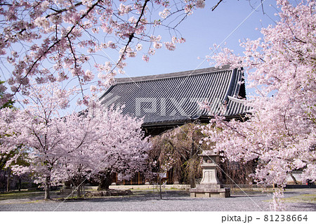 京都　立本寺の桜　2021年春 81238664