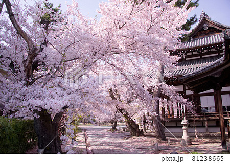 京都 立本寺の桜 2021年春 京都 立本寺の桜 2021年春 81238665