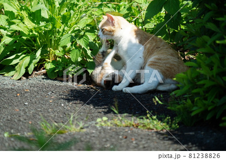 可愛い野良猫の三毛猫仔猫がお母さんと一緒にまったり戯れる 81238826