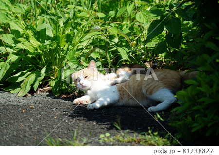 可愛い野良猫の三毛猫仔猫がお母さんと一緒にまったり戯れる 81238827