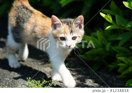 可愛い野良猫の三毛猫仔猫がお母さんと一緒にまったり戯れる 81238838
