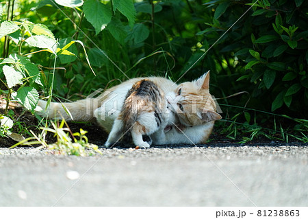 可愛い野良猫の三毛猫仔猫がお母さんと一緒にまったり戯れる 可愛い野良猫の三毛猫仔猫がお母さんと一緒にまったり戯れる 81238863