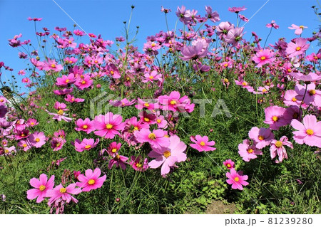 万博公園の花の丘にある秋桜畑 81239280