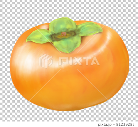 柿のカラーイラスト 81239285