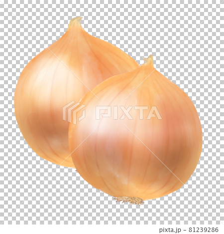 玉ねぎのカラーイラスト　2個 81239286