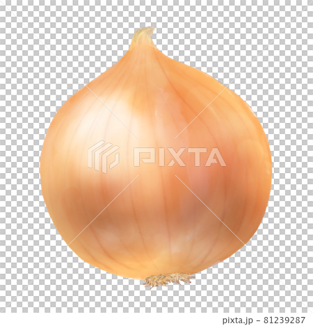 玉ねぎのカラーイラスト 81239287