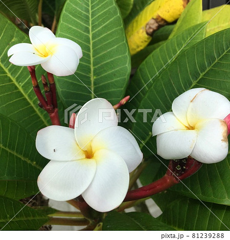 南国の花の代表プルメリア 81239288