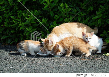 野良猫の美人猫と一緒に可愛い子猫兄弟が楽しい時を過ごす 野良猫の美人猫と一緒に可愛い子猫兄弟が楽しい時を過ごす 81239565