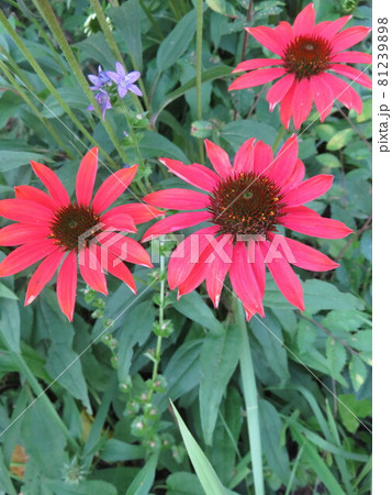 花壇に咲く花(エキナセア) 花壇に咲く花(エキナセア) 81239898
