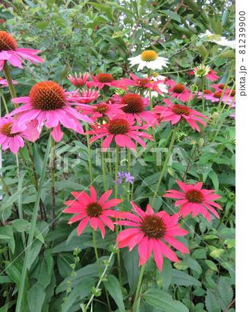 花壇に咲くピンク色の花(エキナセア) 花壇に咲くピンク色の花(エキナセア) 81239900