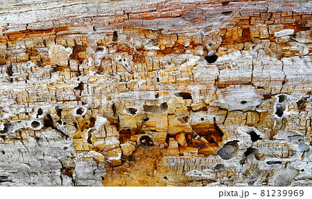 Texture of decaying wood trunk eaten by pests Texture of decaying wood trunk eaten by pests 81239969