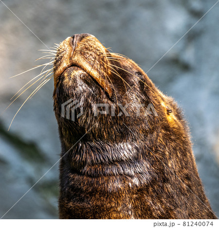 The South American sea lion, Otaria flavescens in the zoo The South American sea lion, Otaria flavescens in the zoo 81240074