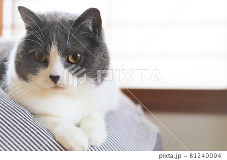 見つめる可愛いハチワレ猫のアップ ブリティッシュショートヘアの写真素材