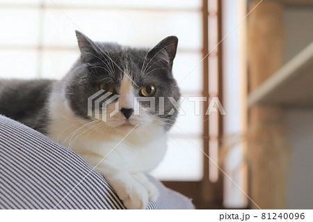 カメラ目線の可愛いハチワレ猫 ブリティッシュショートヘアの写真素材