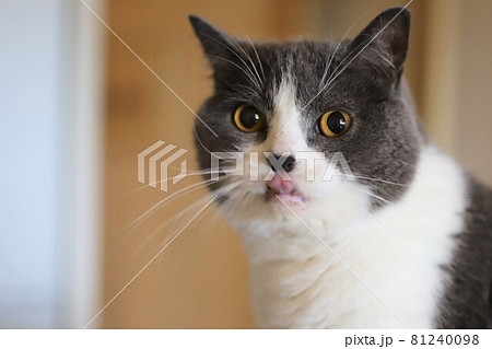 お目目クリクリの可愛いハチワレ猫 ブリティッシュショートヘアの写真素材