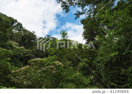 小網代の森（夏） 81240668