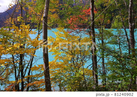 長野県大町市平高瀬入 ターコイズブルーの高瀬ダム調整湖と紅葉 長野県大町市平高瀬入 ターコイズブルーの高瀬ダム調整湖と紅葉 81240902