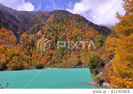 長野県大町市平高瀬入 ターコイズブルーの高瀬ダム調整湖と紅葉 長野県大町市平高瀬入 ターコイズブルーの高瀬ダム調整湖と紅葉 81240908
