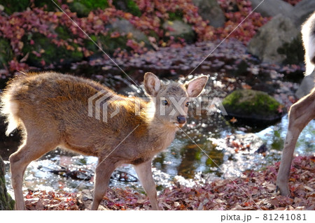 奈良公園の紅葉 81241081