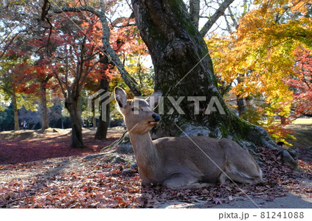 奈良公園の紅葉 奈良公園の紅葉 81241088