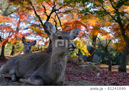 奈良公園の紅葉 81241090
