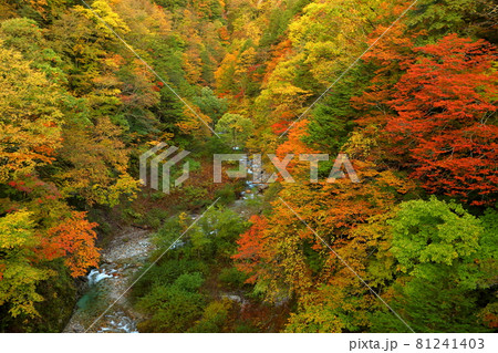長野県大町市平高瀬入　高瀬渓谷の紅葉 81241403