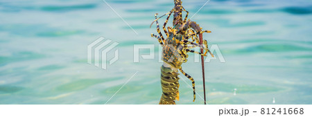 Lobster in the hands of a diver. Spiny lobster inhabits tropical and subtropical waters BANNER, LONG FORMAT 81241668