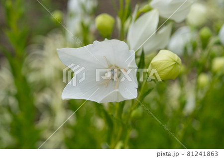 白いユリ 81241863