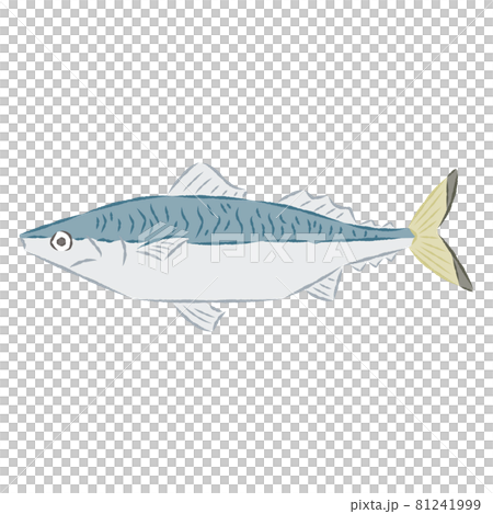 Mackerel illustration - Stock Illustration [81241999] - PIXTA