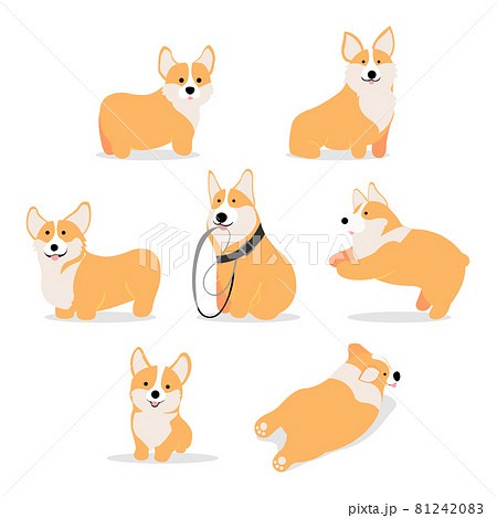 子犬 仔犬 こいぬ 81242083
