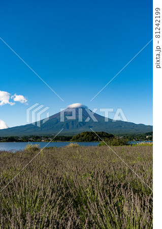 【山梨県】　富士山　河口湖 81242199