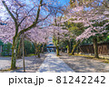 日本の春 靖国神社と桜の風景 81242242
