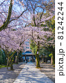 日本の春 靖国神社と桜の風景 81242244