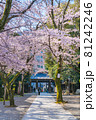 日本の春 靖国神社と桜の風景 81242246