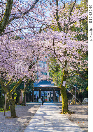日本の春 靖国神社と桜の風景 81242246