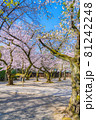 日本の春 靖国神社と桜の風景 81242248