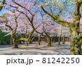 日本の春 靖国神社と桜の風景 81242250