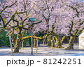 日本の春 靖国神社と桜の風景 81242251