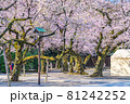 日本の春 靖国神社と桜の風景 81242252